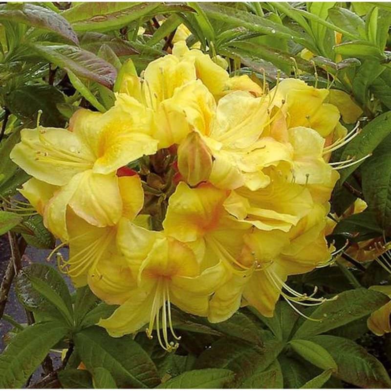 Azalee Golden Sunset 50-60cm - Rhododendron luteum - Alpenrose von Die Nr-01.de