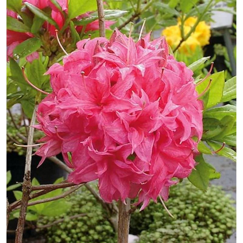 Azalee Homebush 50-60cm - Rhododendron luteum - Alpenrose Azalee Homebush 50-60cm - Rhododendron luteum - Alpenrose von Die Nr-01.de