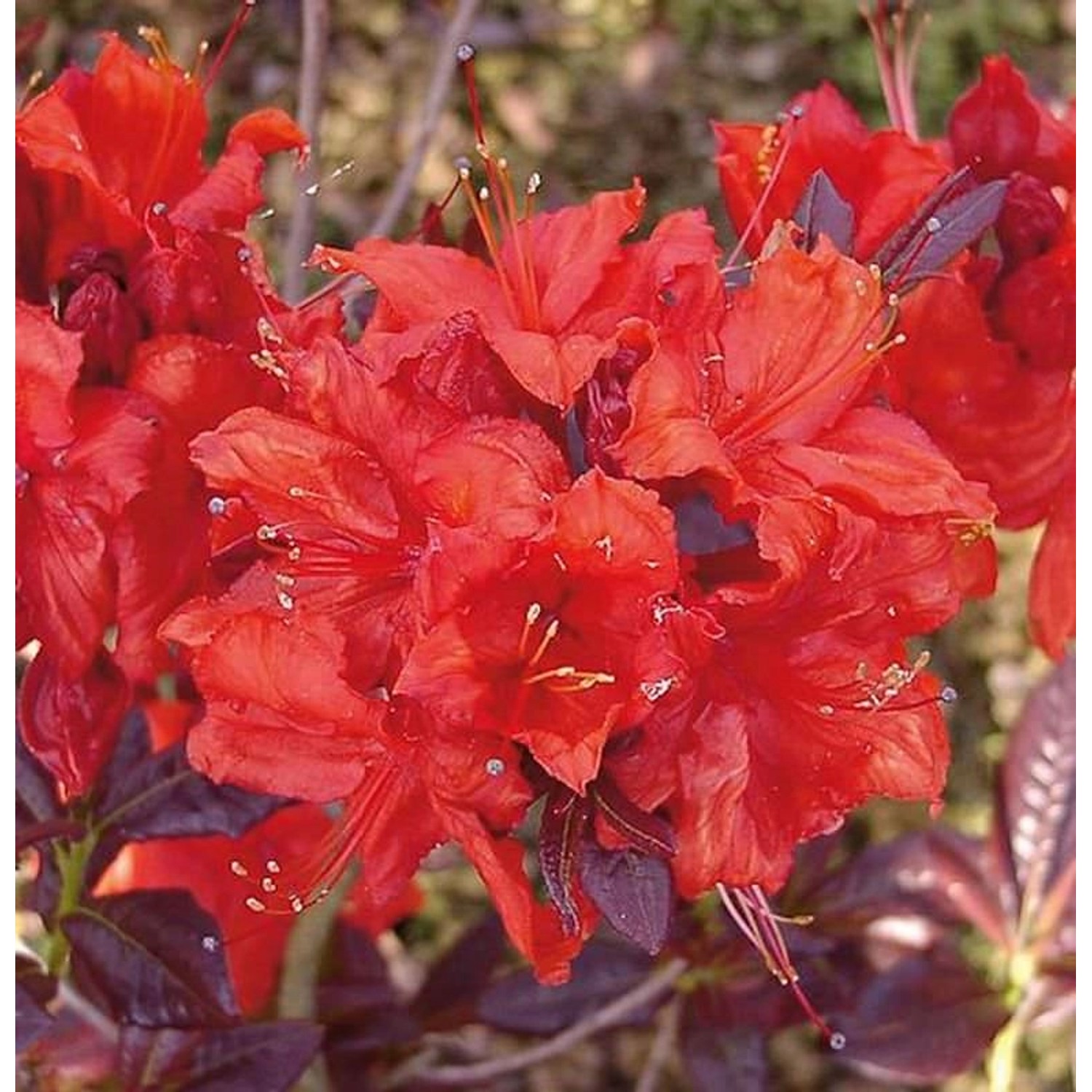 Azalee Royal Command 60-70cm - Rhododendron luteum - Alpenrose Azalee Royal Command 60-70cm - Rhododendron luteum - Alpenrose von Die Nr-01.de