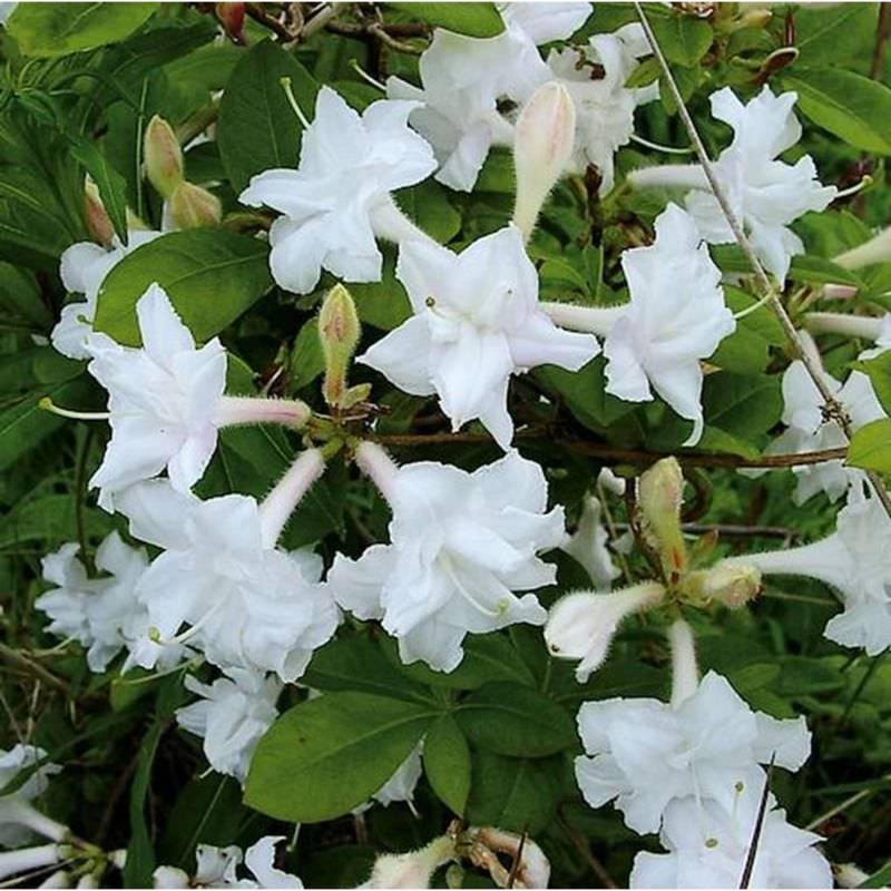 Azalee Whitethroat 30-40cm - Rhododendron luteum - Alpenrose Azalee Whitethroat 30-40cm - Rhododendron luteum - Alpenrose von Die Nr-01.de
