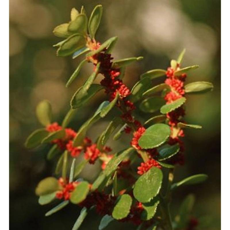 Azoren-Heidelbeere 20-30cm - Vaccinium cylindraceum von Die Nr-01.de