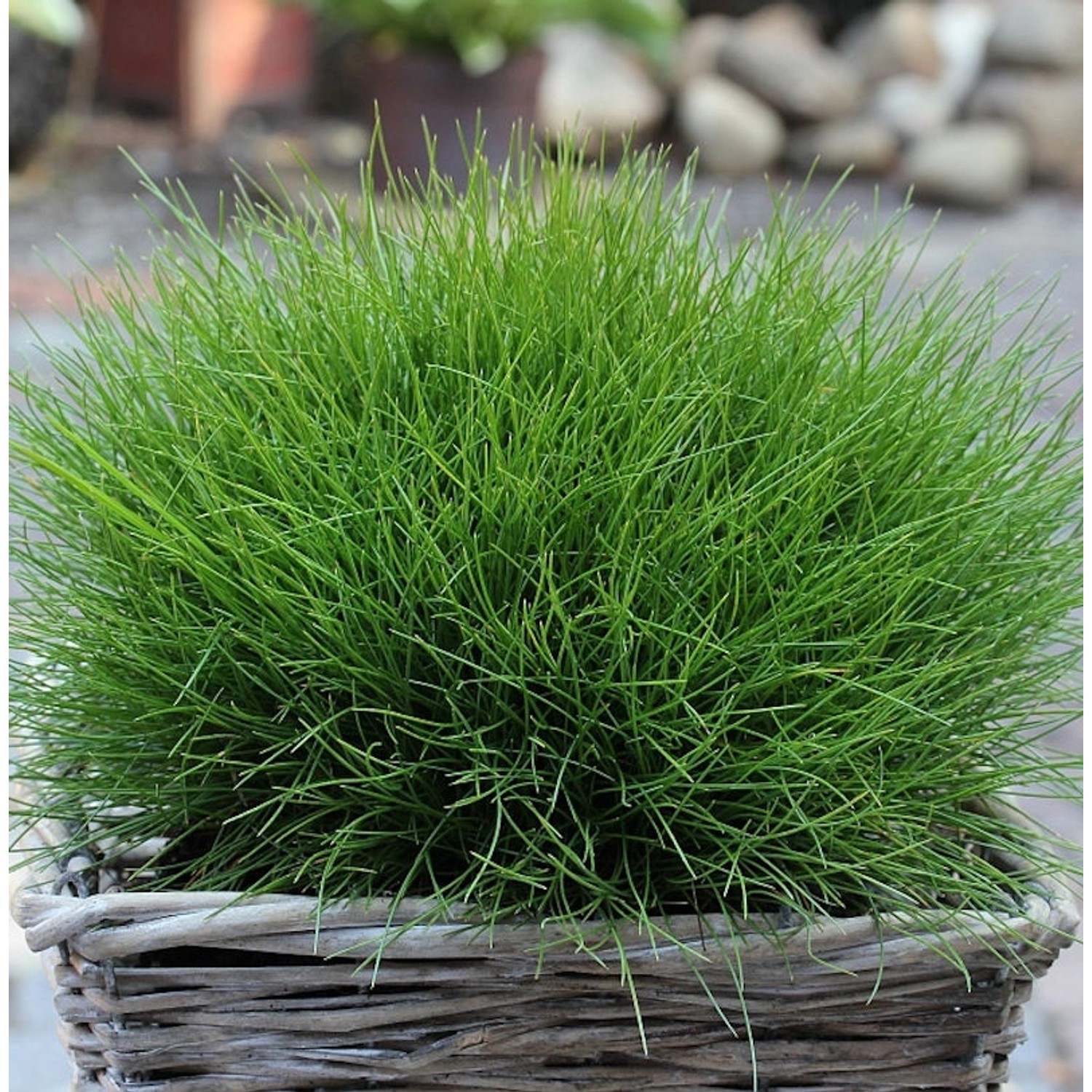 Bärenfell Schwingel - großer Topf - Festuca scoparia Bärenfell Schwingel - großer Topf - Festuca scoparia von Die Nr-01.de