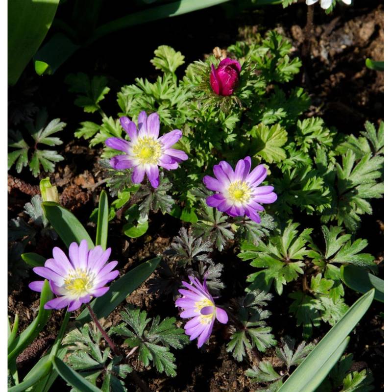 Balkanwindröschen Pink Star - Anemone blanda von Die Nr-01.de