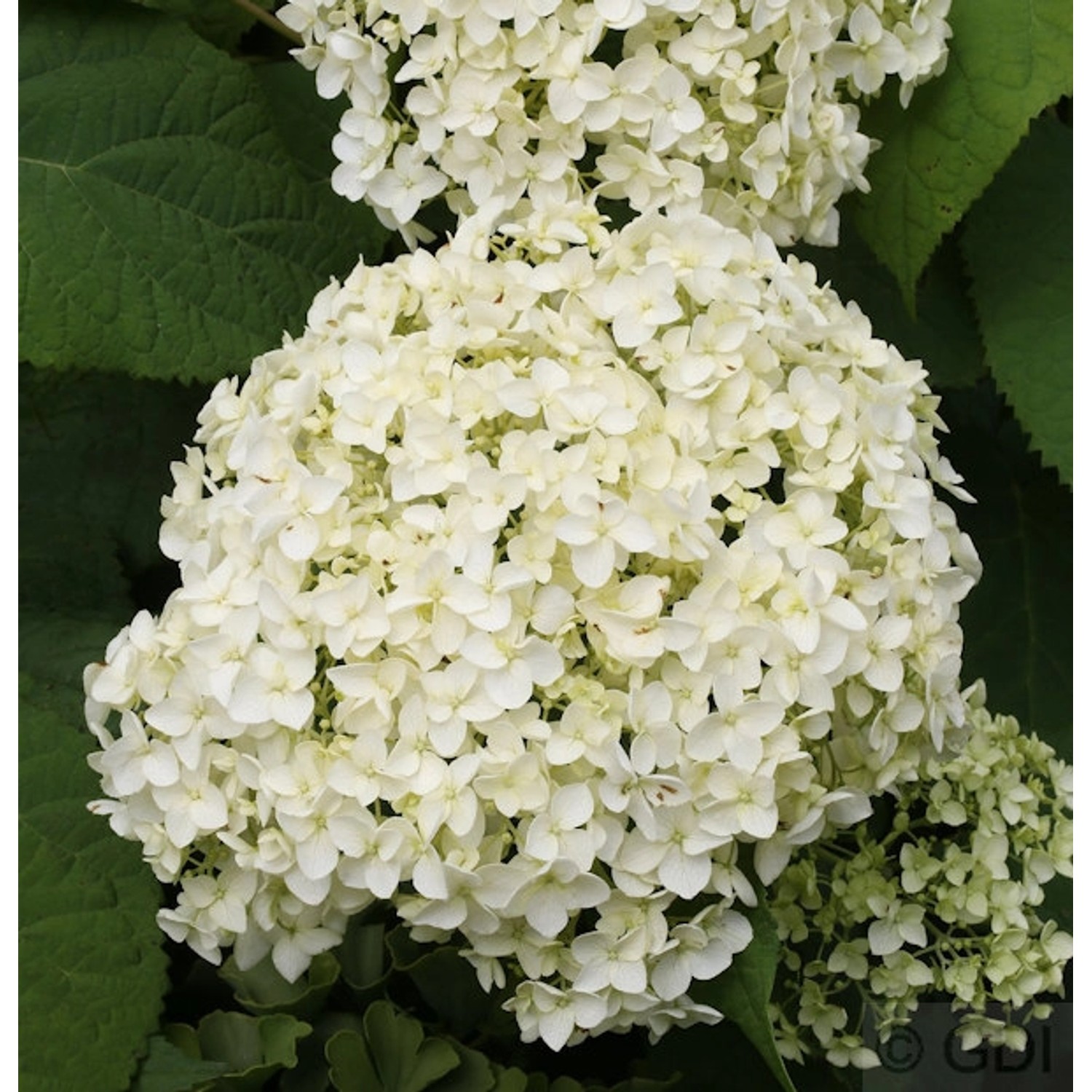 Ballhortensie Annabelle 60-80cm - Hydrangea arborescens Ballhortensie Annabelle 60-80cm - Hydrangea arborescens von Die Nr-01.de