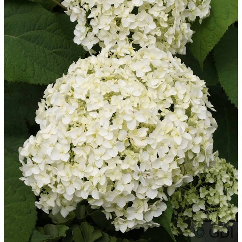 Ballhortensie Annabelle 60-80cm - Hydrangea arborescens von Die Nr-01.de