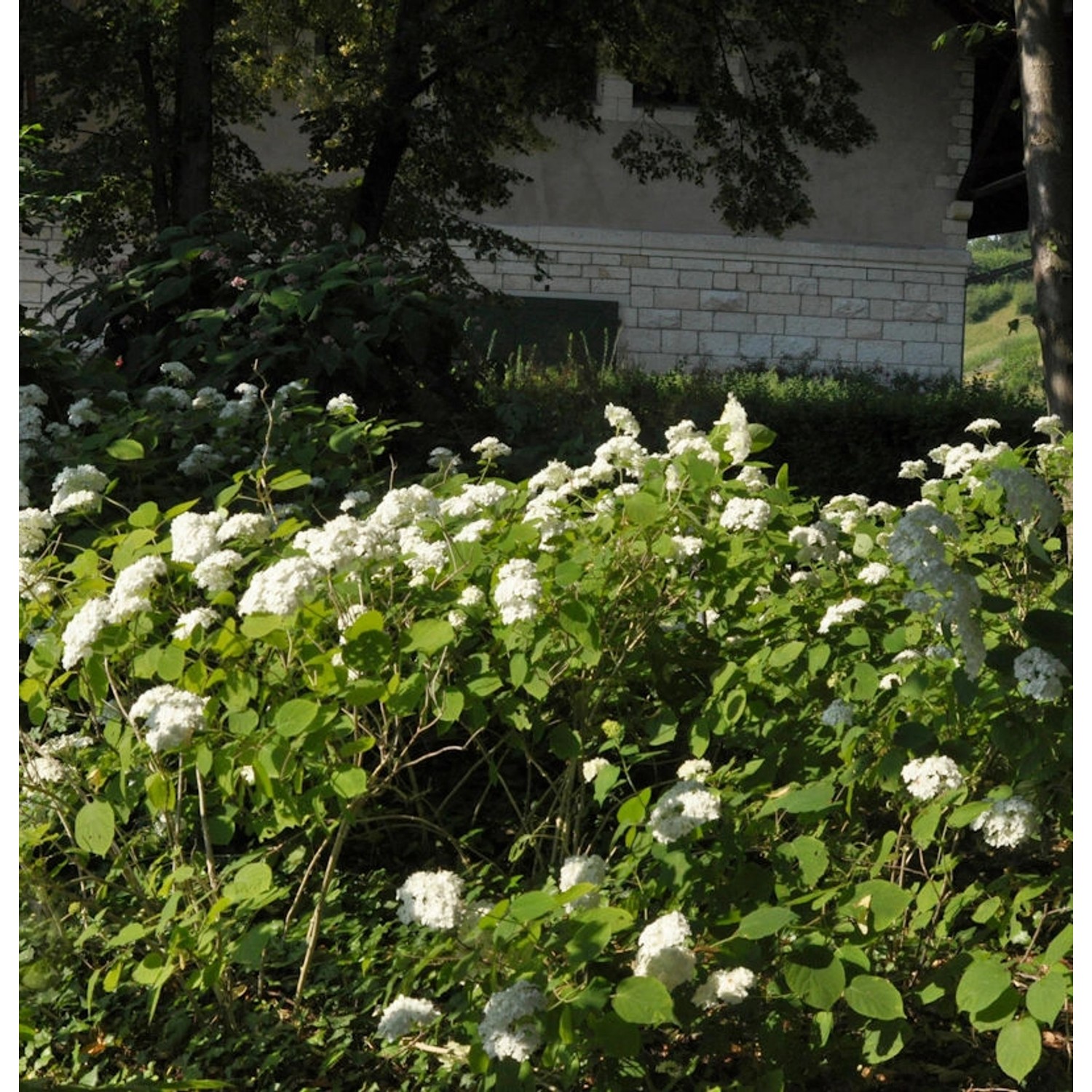 Ballhortensie Lime Rickey 60-80cm - Hydrangea arborescens Ballhortensie Lime Rickey 60-80cm - Hydrangea arborescens von Die Nr-01.de