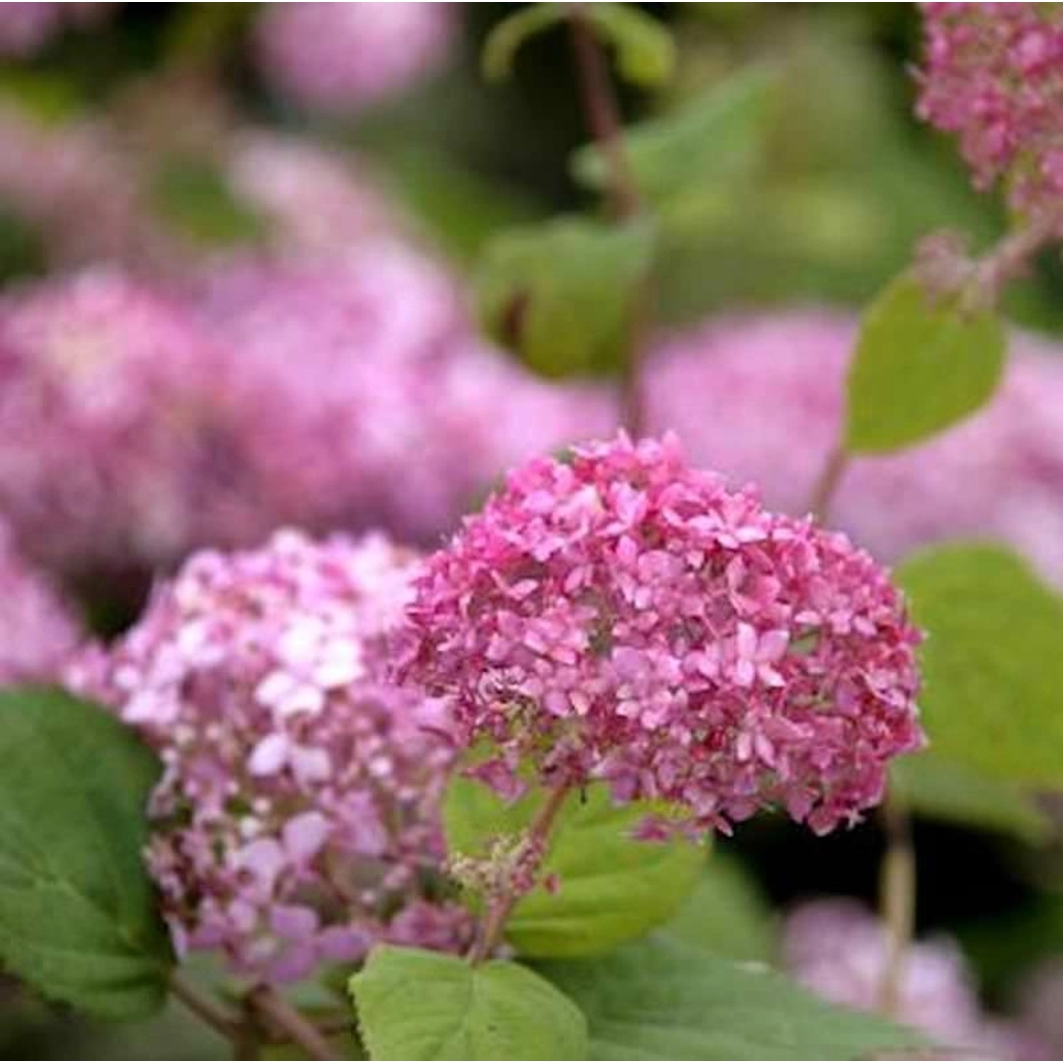 Ballhortensie Pink Annabelle 40-60cm - Hydrangea arborescens Ballhortensie Pink Annabelle 40-60cm - Hydrangea arborescens von Die Nr-01.de