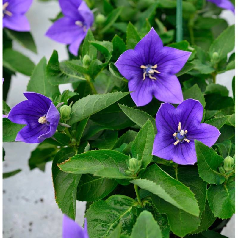 Ballonblume Astra Blau - Platycodon grandiflorus von Die Nr-01.de