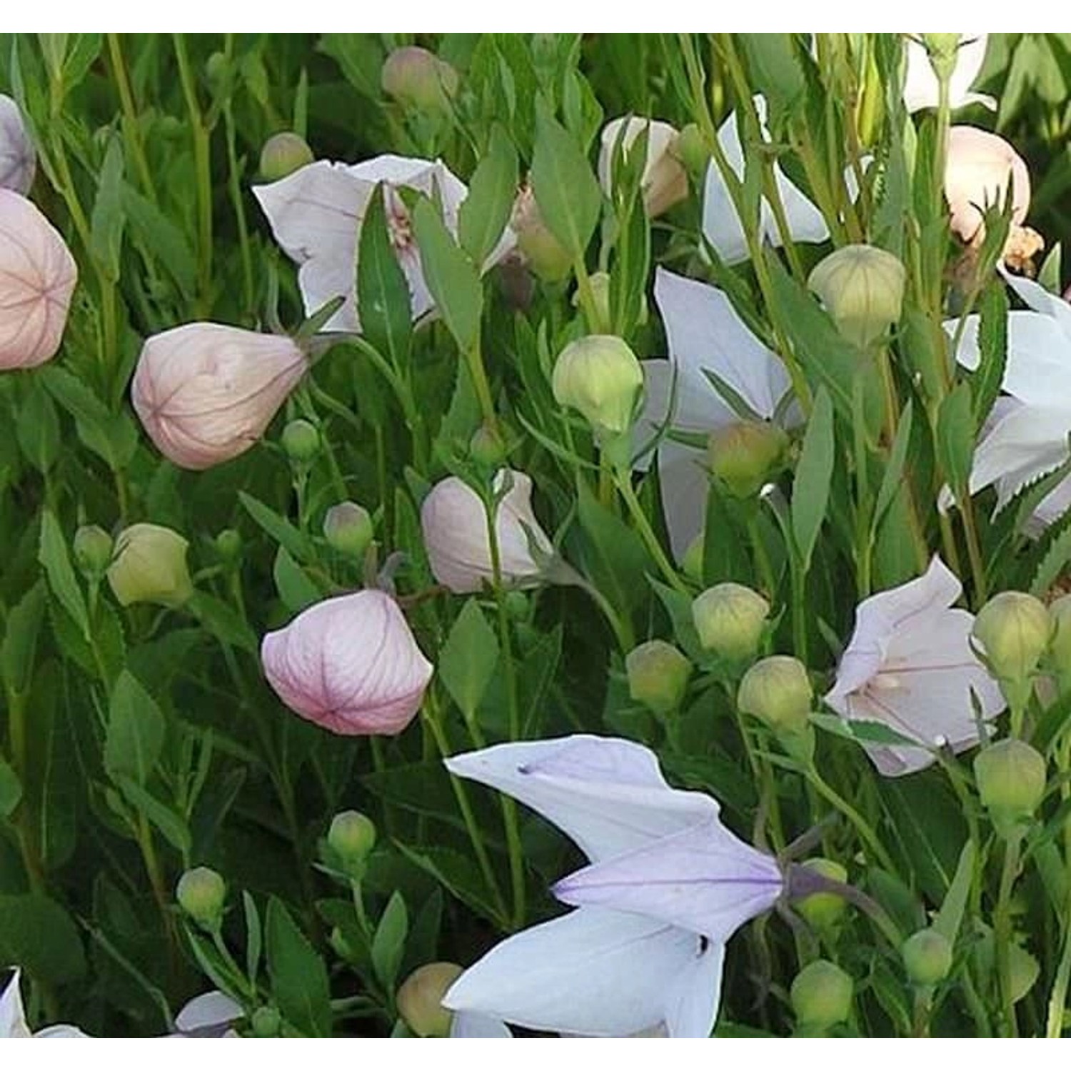 Ballonblume Fuji Pink - Platycodon grandiflorus Ballonblume Fuji Pink - Platycodon grandiflorus von Die Nr-01.de