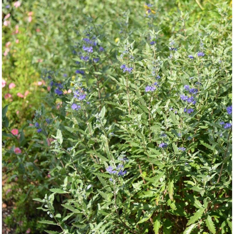 Bartblume First Blue 25-30cm - Caryopteris clandonensis von Die Nr-01.de
