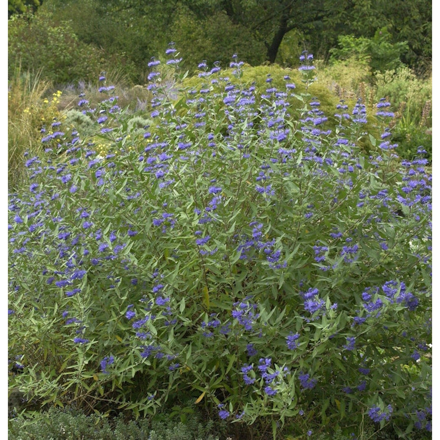 Bartblume Heavenly Blue 25-30cm - Caryopteris clandonensis Bartblume Heavenly Blue 25-30cm - Caryopteris clandonensis von Die Nr-01.de