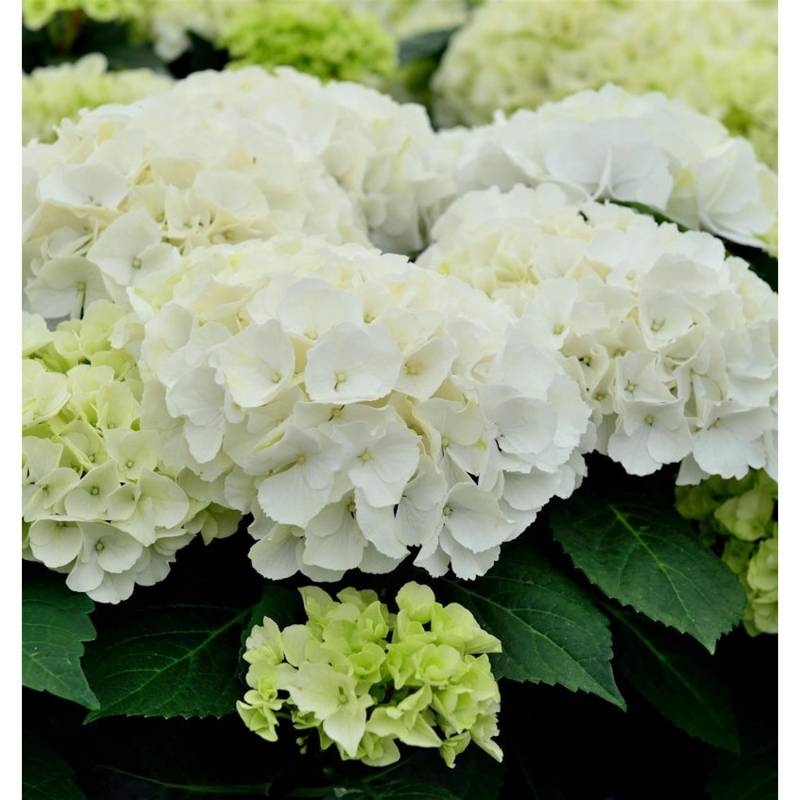 Bauernhortensie Bianco 30-40cm - Hydrangea macrophylla von Die Nr-01.de