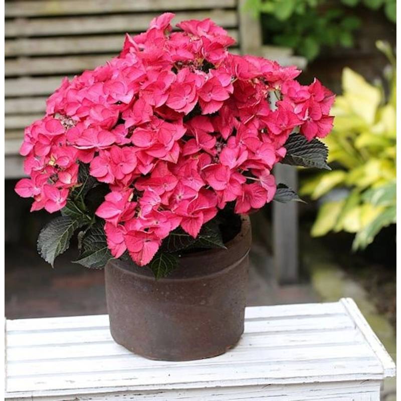Bauernhortensie Dark Angel 30-40cm - Hydrangea macrophylla von Die Nr-01.de