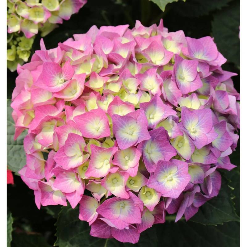 Bauernhortensie Everbloom Blue Wonder 30-40cm - Hydrangea macrophylla von Die Nr-01.de