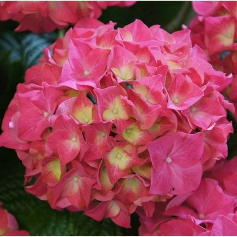 Bauernhortensie Everbloom Red Wonder 30-40cm - Hydrangea macrophylla von Die Nr-01.de