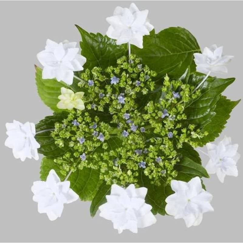 Bauernhortensie Fireworks White 30-40cm - Hydrangea macrophylla von Die Nr-01.de