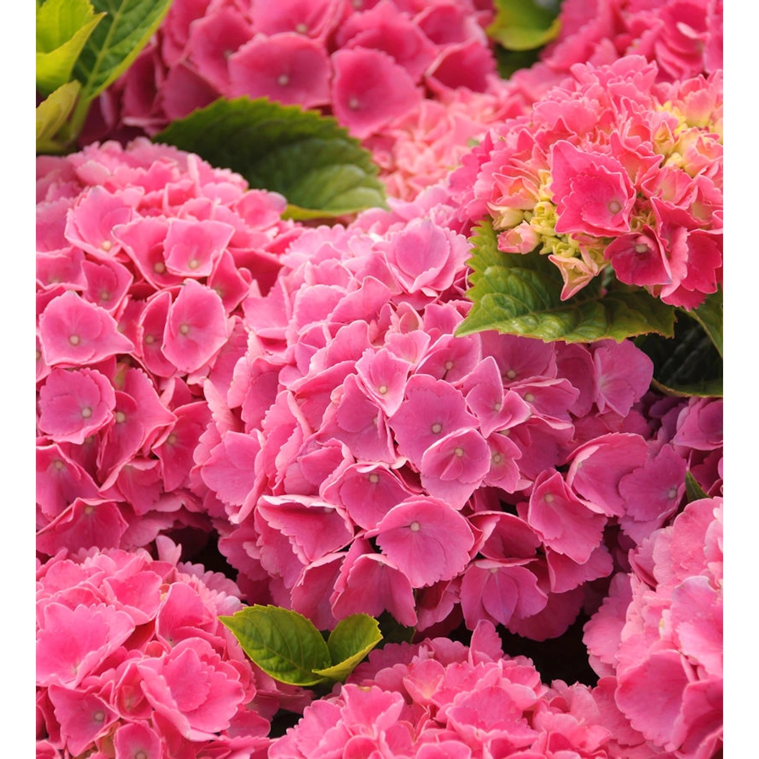 Bauernhortensie Green Shadow 30-40cm - Hydrangea macrophylla Bauernhortensie Green Shadow 30-40cm - Hydrangea macrophylla von Die Nr-01.de