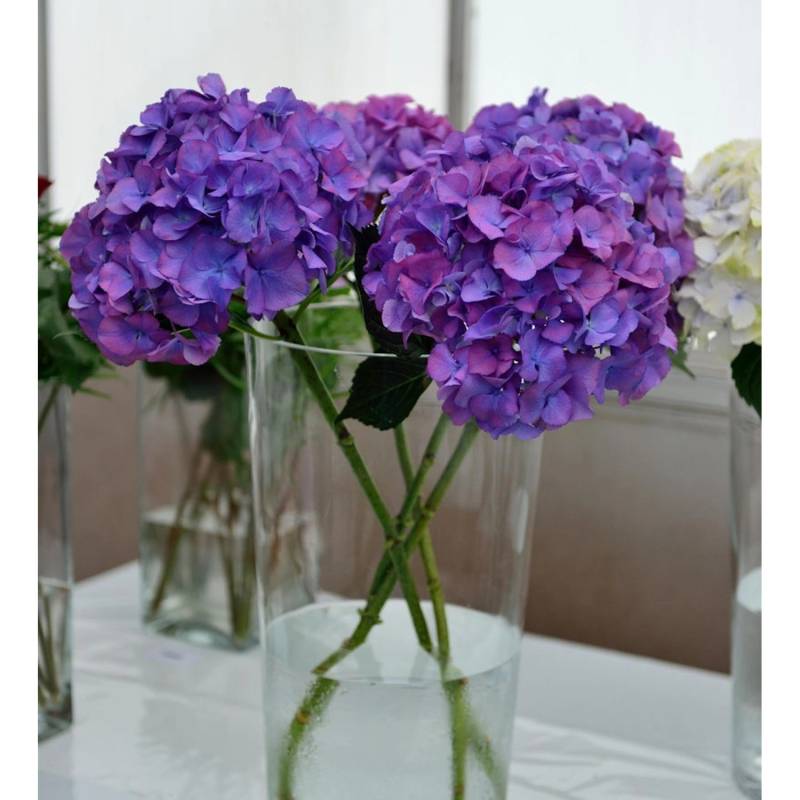 Bauernhortensie Jip Blue 30-40cm - Hydrangea macrophylla von Die Nr-01.de