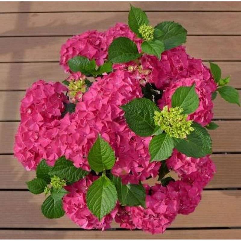 Bauernhortensie Red Angel 30-40cm - Hydrangea macrophylla von Die Nr-01.de
