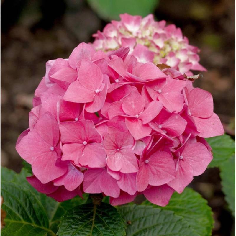 Bauernhortensie Red Baron 30-40cm - Hydrangea macrophylla Bauernhortensie Red Baron 30-40cm - Hydrangea macrophylla von Die Nr-01.de