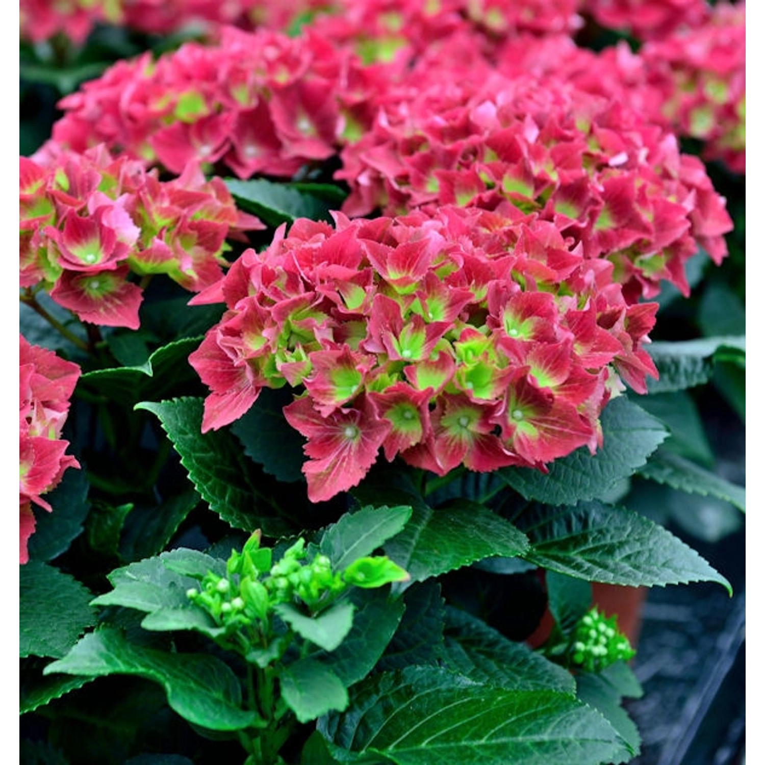 Bauernhortensie Royal Red 40-60cm - Hydrangea macrophylla Bauernhortensie Royal Red 40-60cm - Hydrangea macrophylla von Die Nr-01.de