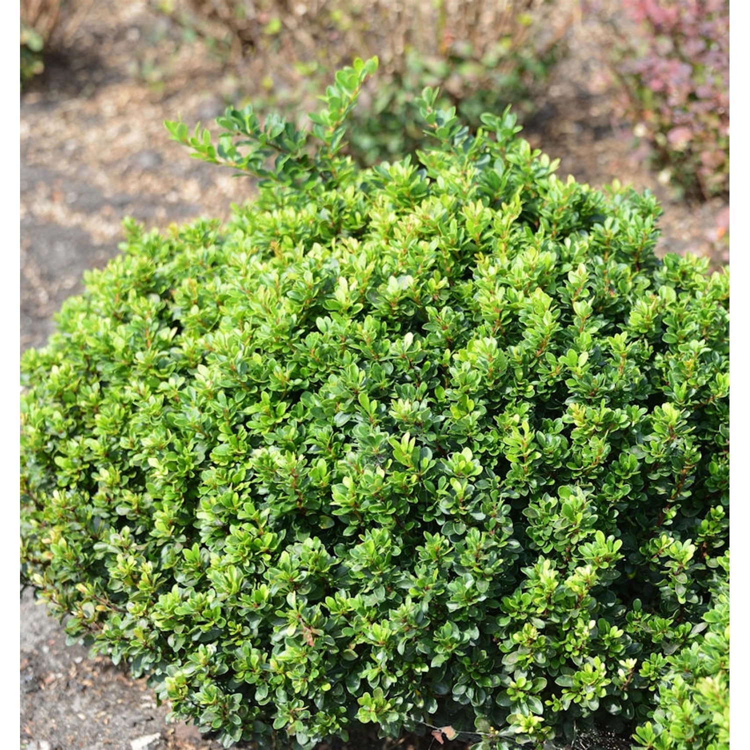 Berberitze Green Sapphire 25-30cm - Berberis thunbergii Berberitze Green Sapphire 25-30cm - Berberis thunbergii von Die Nr-01.de