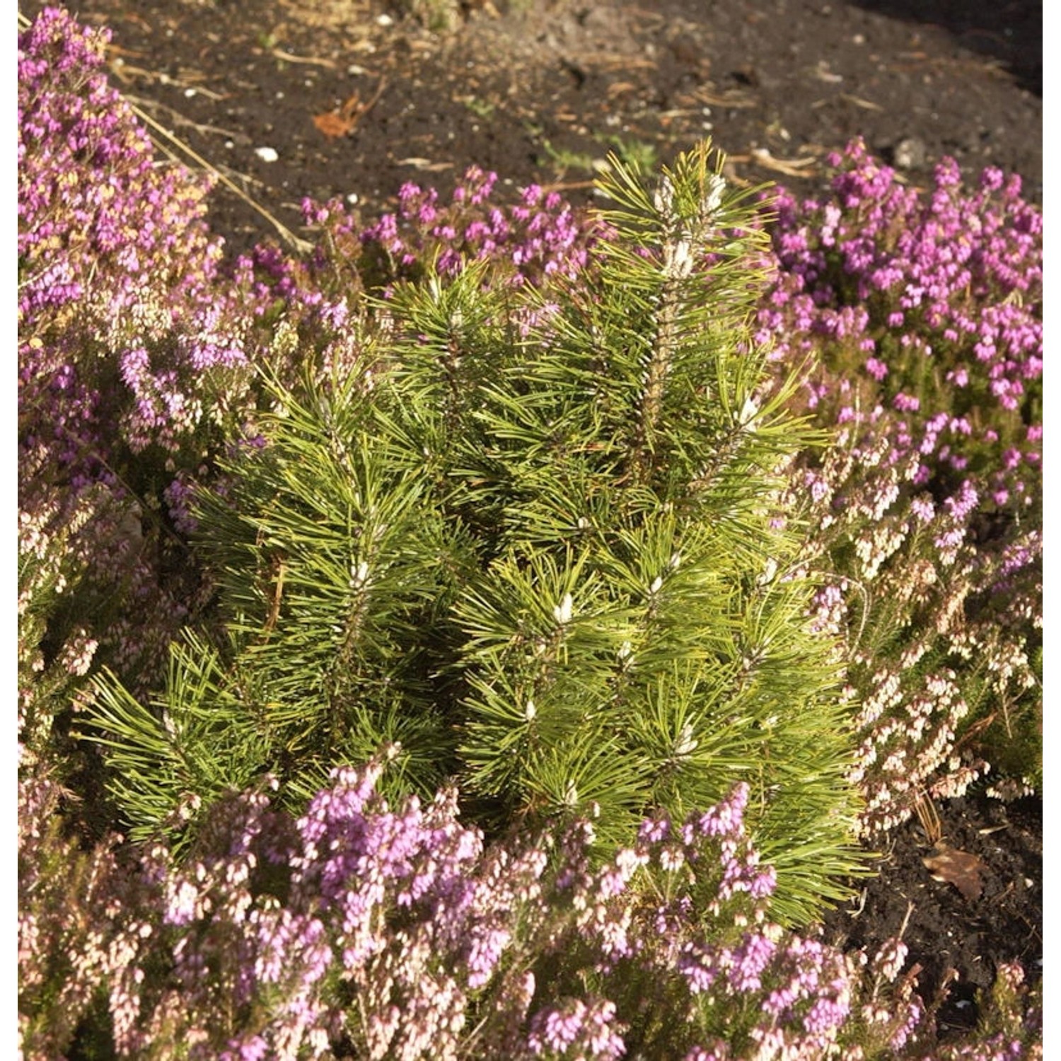 Bergkiefer Alpenzwerg 20-25cm - Pinus mugo Bergkiefer Alpenzwerg 20-25cm - Pinus mugo von Die Nr-01.de