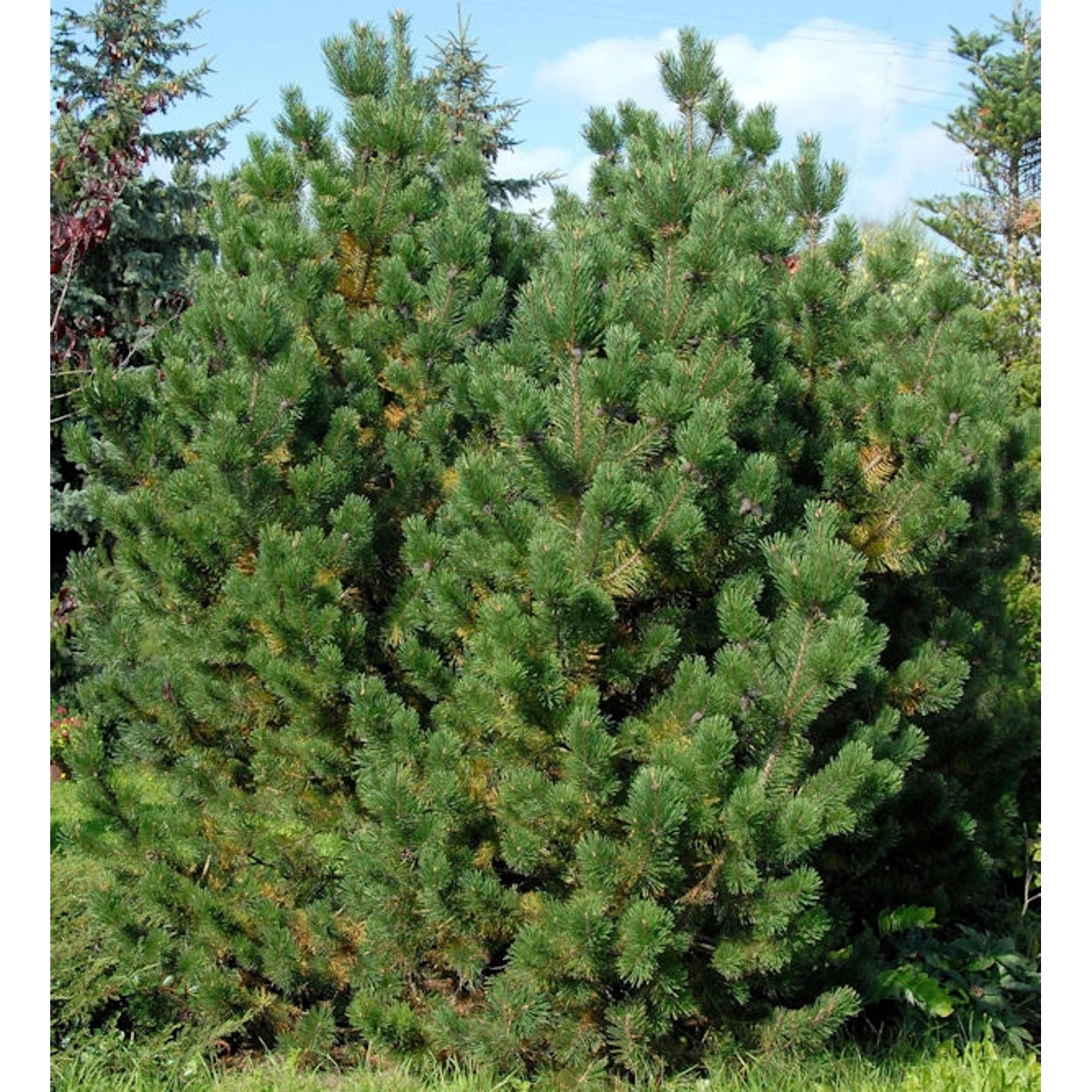 Bergkiefer Latschenkiefer 60-80cm - Pinus mugo Bergkiefer Latschenkiefer 60-80cm - Pinus mugo von Die Nr-01.de