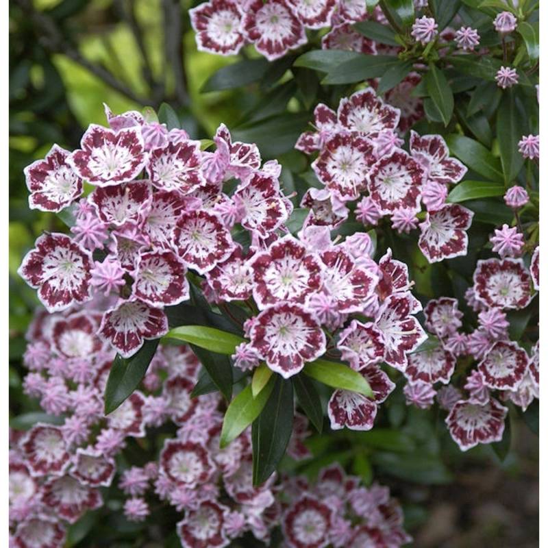 Berglorbeer Minuet 40-50cm - Kalmia latifolia von Die Nr-01.de