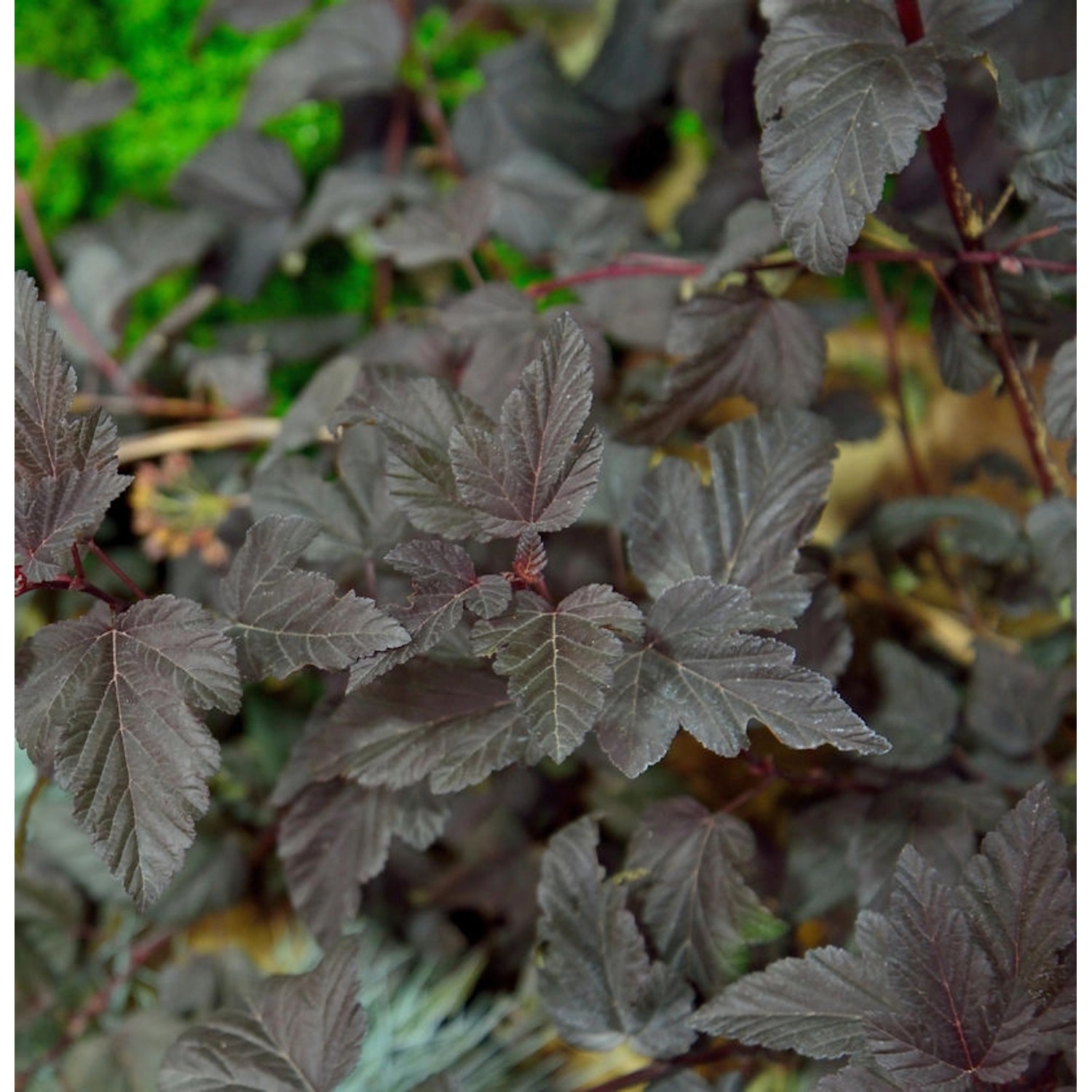 Blasenspiere All Black 40-60cm - Physocarpus opulifolius Blasenspiere All Black 40-60cm - Physocarpus opulifolius von Die Nr-01.de