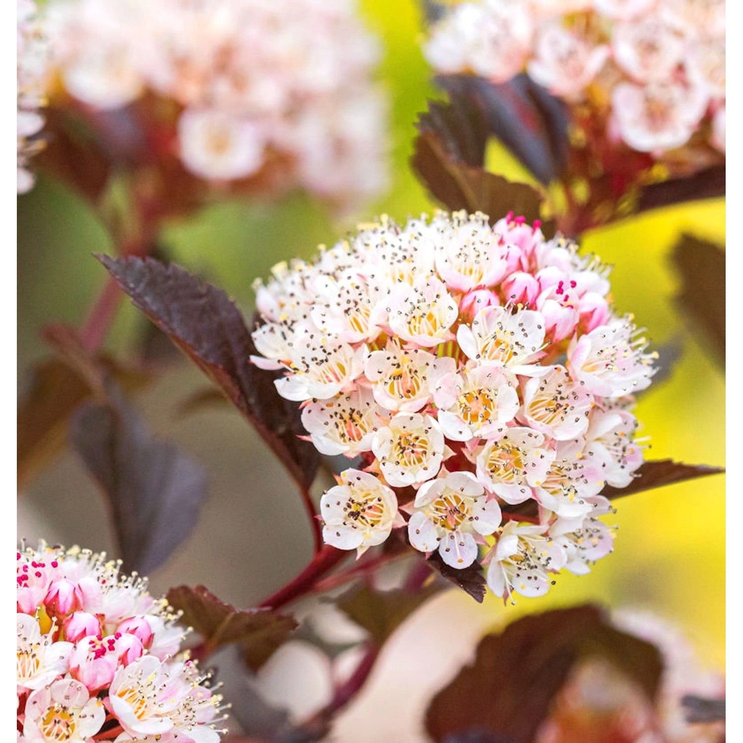 Blasenspiere Black Panther 40-60cm - Physocarpus opulifolius Blasenspiere Black Panther 40-60cm - Physocarpus opulifolius von Die Nr-01.de