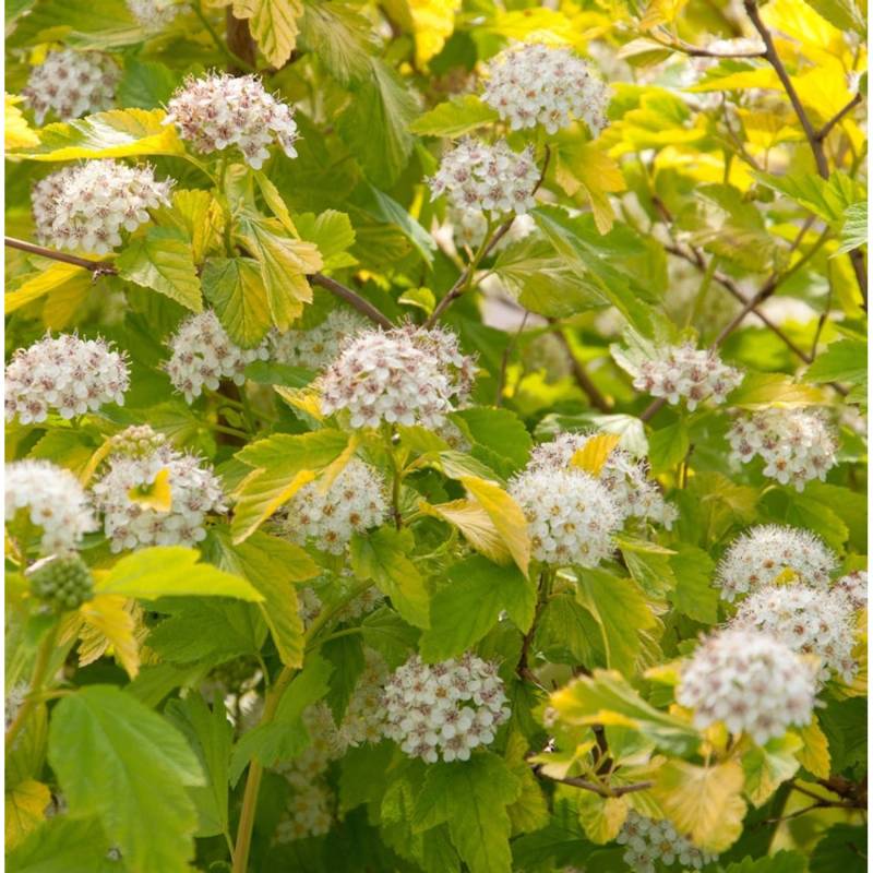 Blasenspiere Darts Gold 100-125cm - Physocarpus opulifolius von Die Nr-01.de