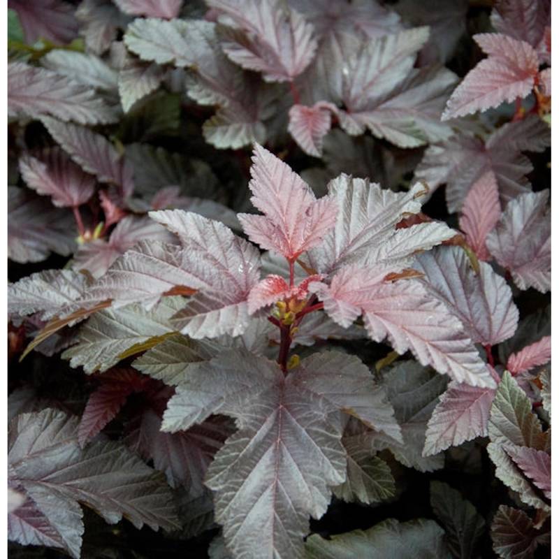 Blasenspiere Lady in Red 80-100cm - Physocarpus opulifolius von Die Nr-01.de