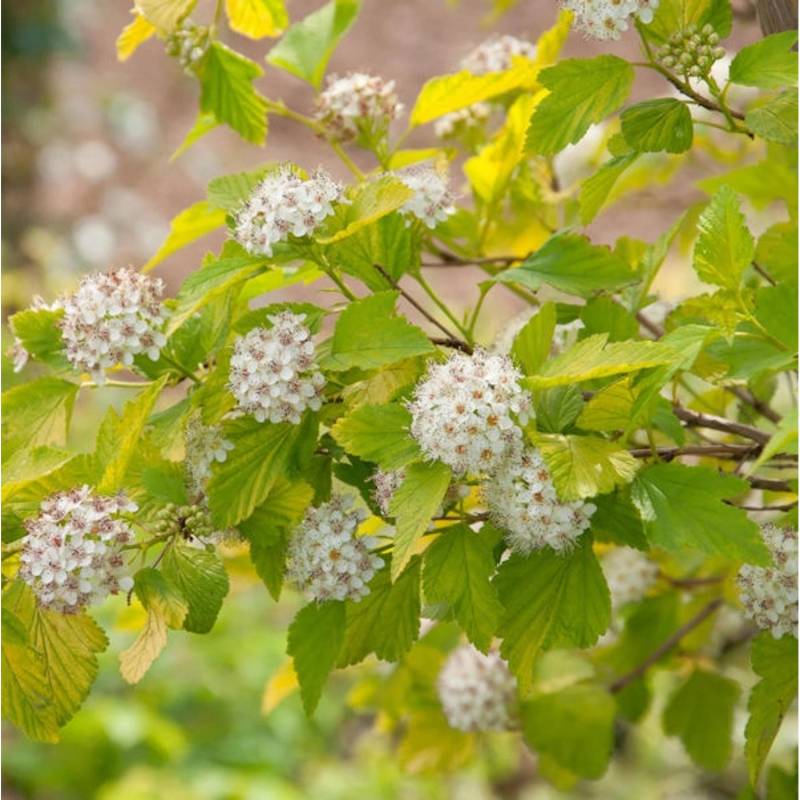 Blasenspiere Tiny Wine Gold 60-80cm - Physocarpus opulifolius von Die Nr-01.de