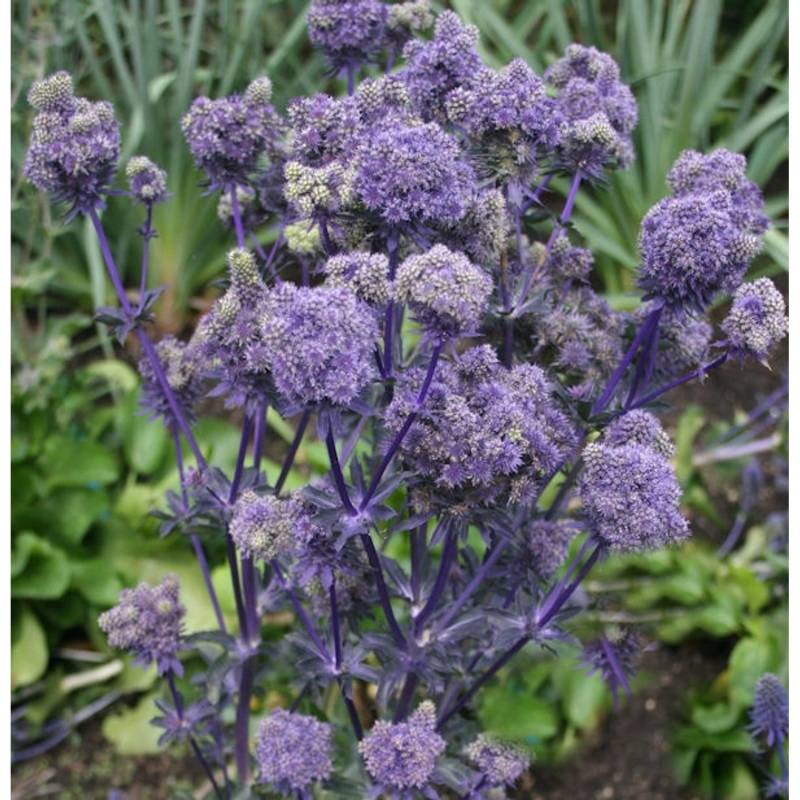Blaue Edeldistel - Eryngium planum von Die Nr-01.de