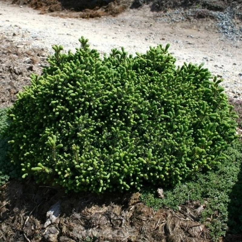 Blaue Igelfichte 50-60cm - Picea glauca von Die Nr-01.de