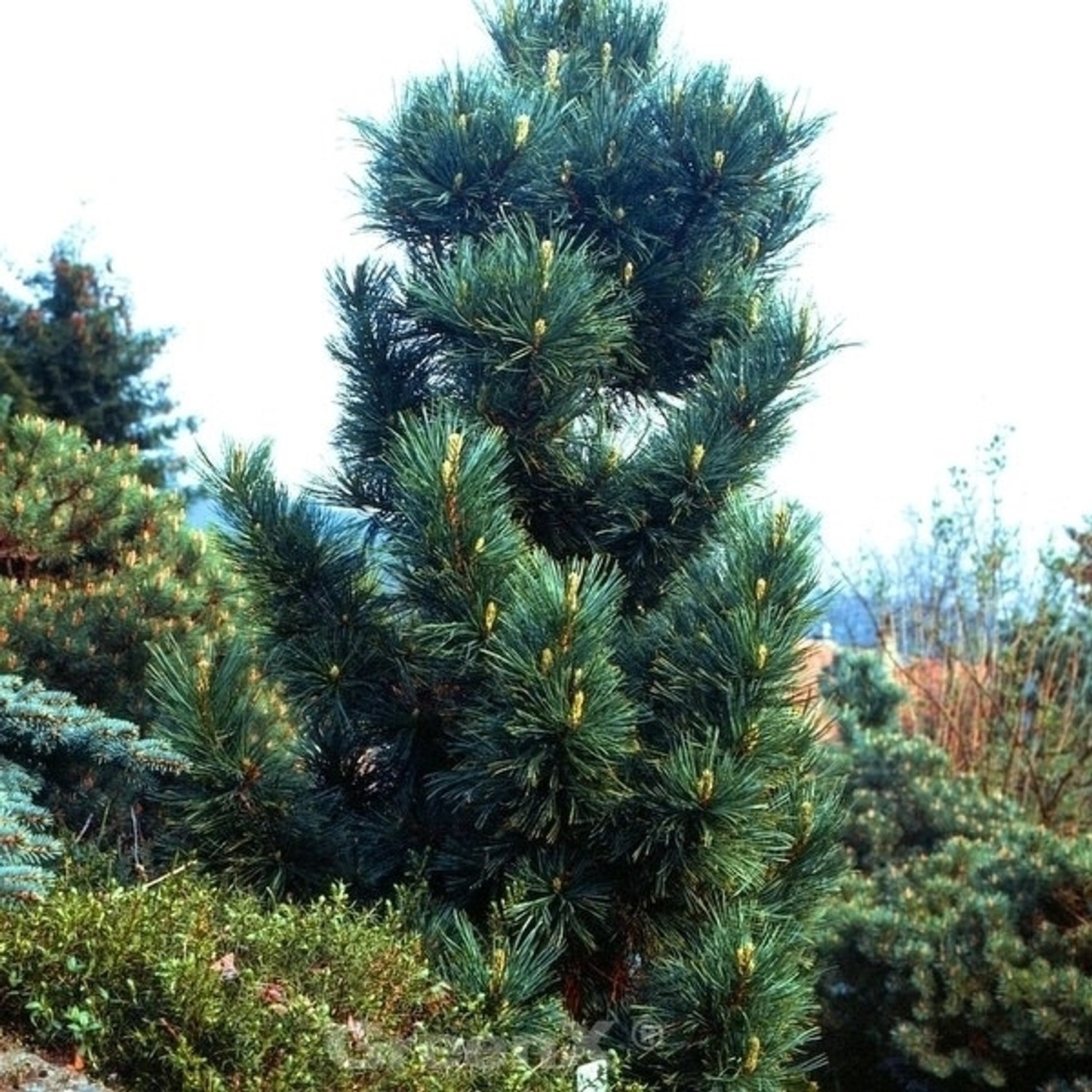 Blaue Koreakiefer 40-60cm - Pinus koraiensis Blaue Koreakiefer 40-60cm - Pinus koraiensis von Die Nr-01.de