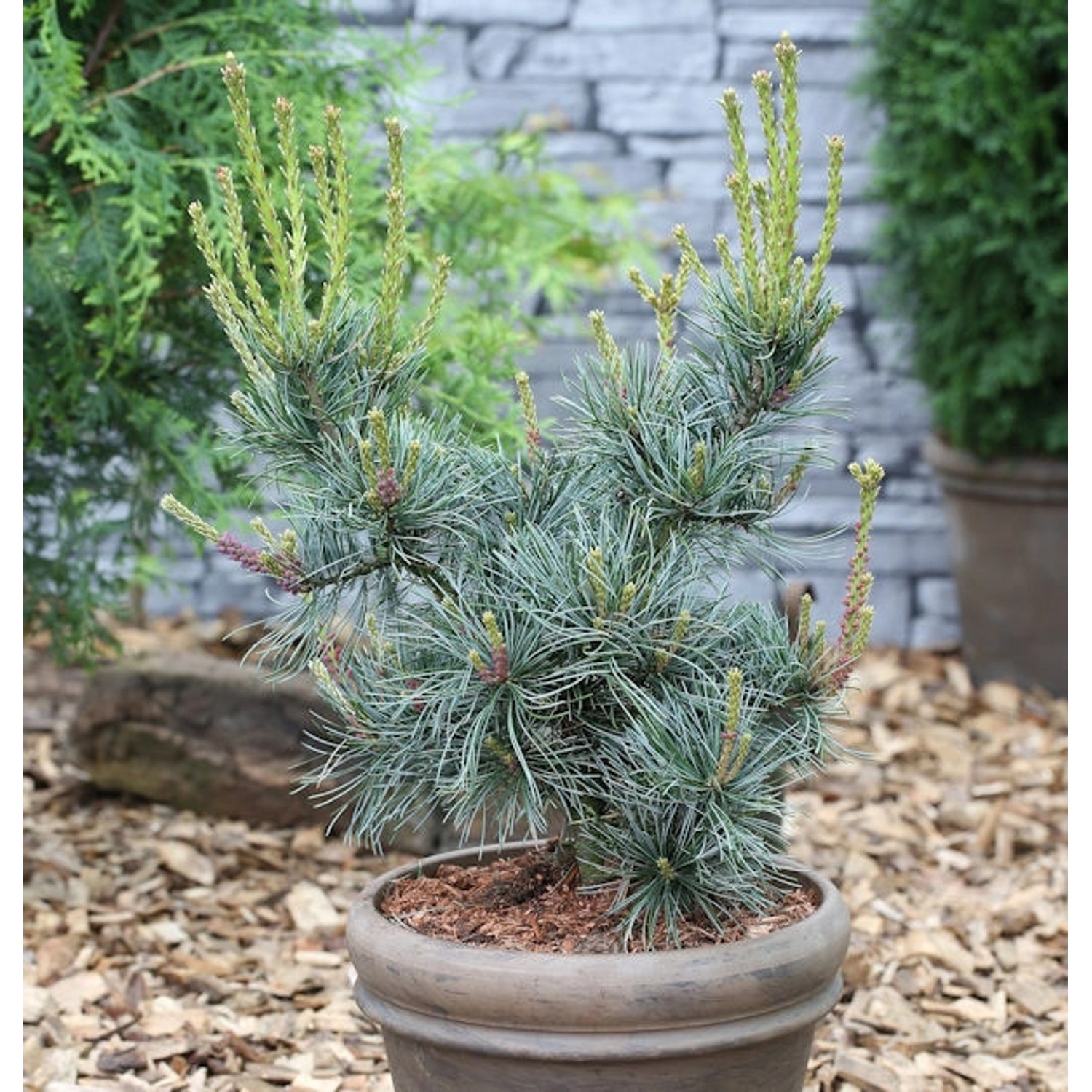 Blaue Mädchenkiefer Glauca 50-60cm - Pinus parviflora von Die Nr-01.de