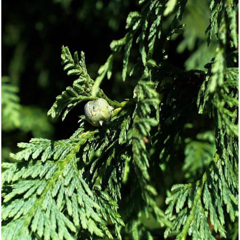 Blaue Nootka Scheinzypresse Glauca 80-100cm - Chamaecyparis nootkatensis von Die Nr-01.de