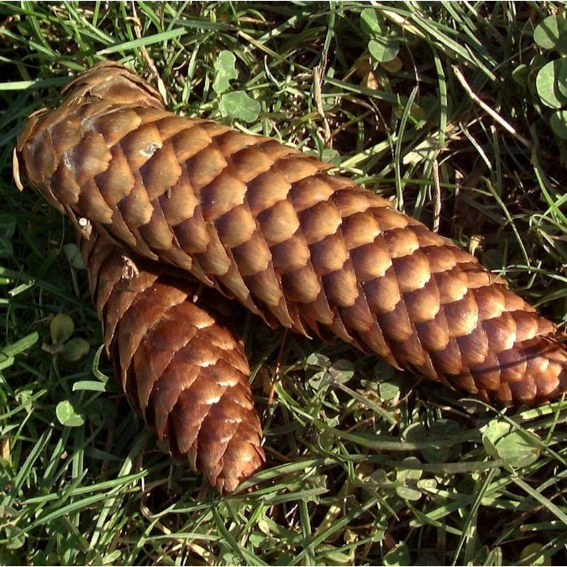 Blaue Stechfichte 80-100cm - Picea pungens glauca Blaue Stechfichte 80-100cm - Picea pungens glauca von Die Nr-01.de