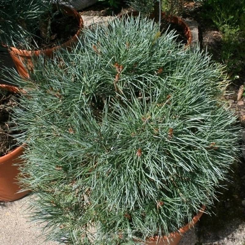 Blaue flache Zwerg Kiefer Chantry Blue 30-40cm - Pinus sylvestris von Die Nr-01.de