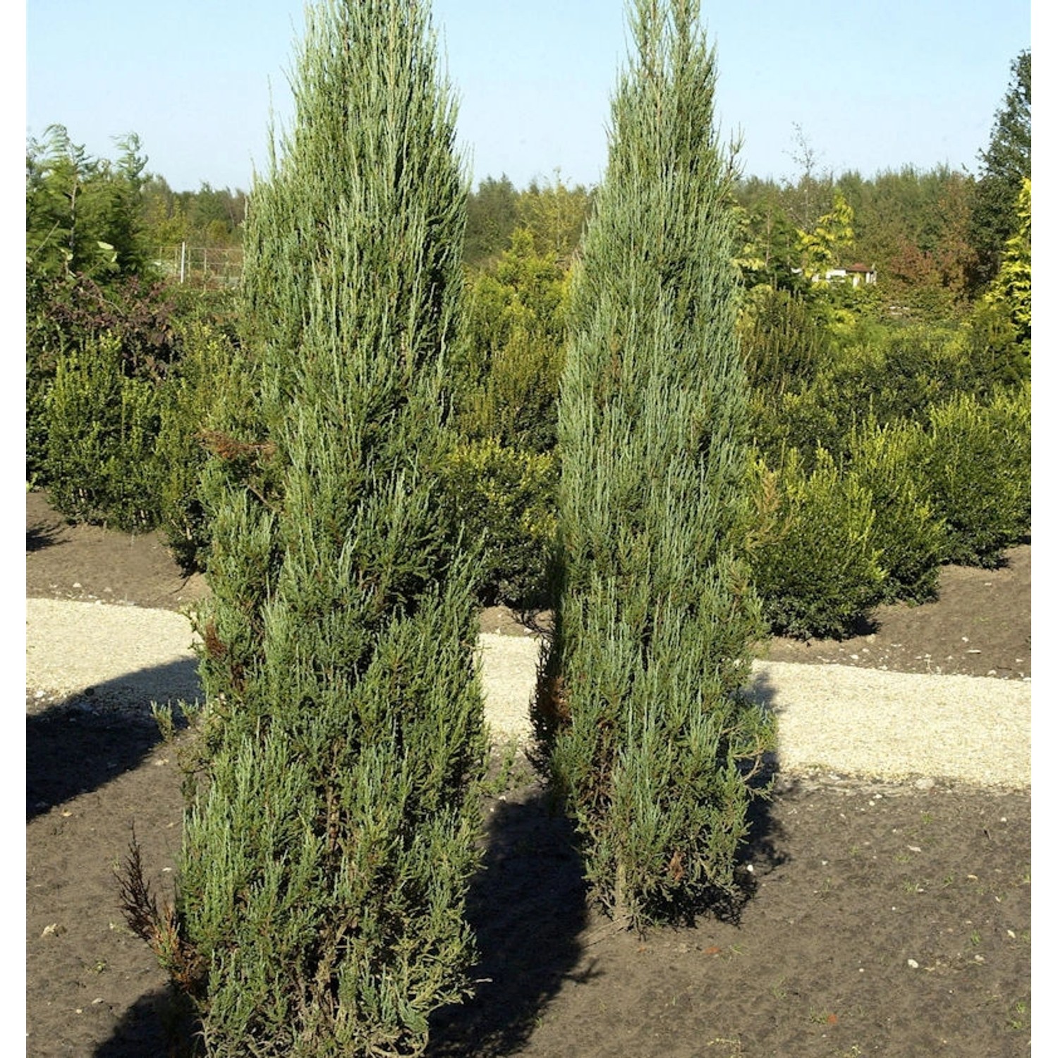 Blauer Raketenwacholder 100-125cm - Juniperus scopulorum von Die Nr-01.de