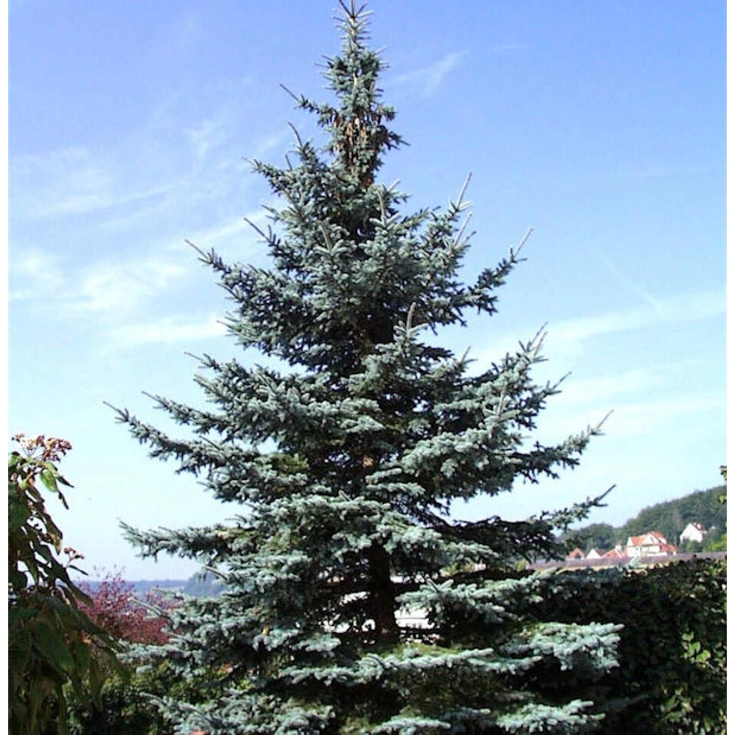 Blaufichte Koster 80-100cm - Picea pungens von Die Nr-01.de