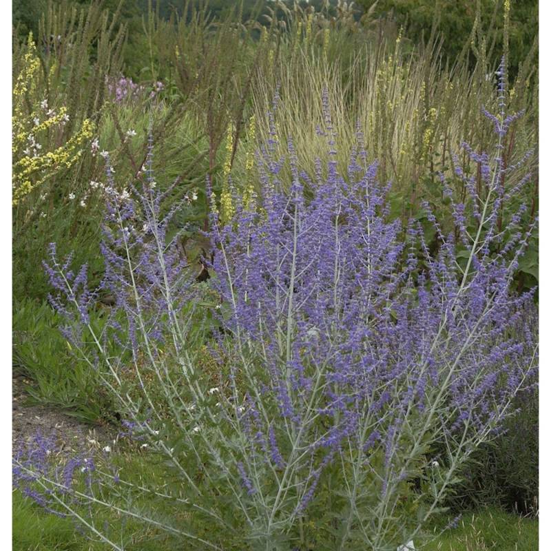 Blauraute Blue Steel 40-60cm - Perovskia abrotanoides von Die Nr-01.de