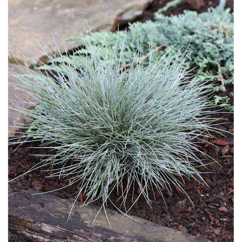 Blauschwingel Elijah Blue - großer Topf - Festuca cinerea von Die Nr-01.de