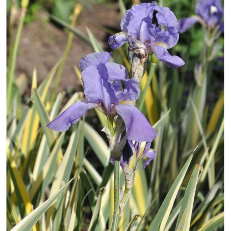 Bleiche Schwertlilie Aurea Variegata - Iris pallida Bleiche Schwertlilie Aurea Variegata - Iris pallida von Die Nr-01.de