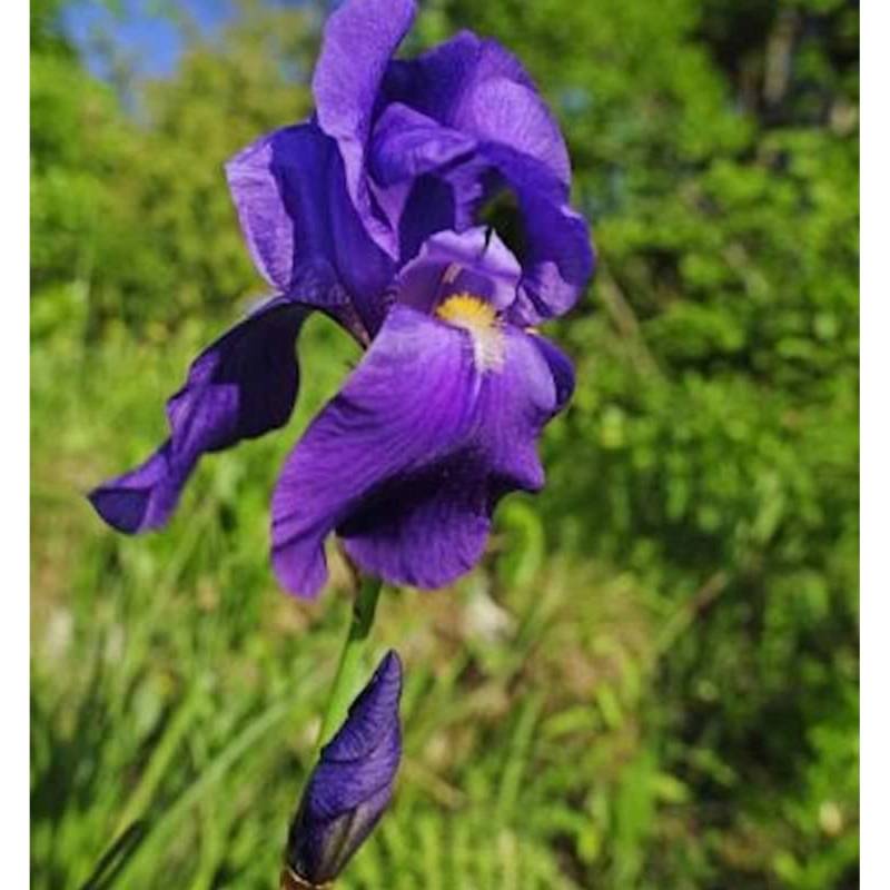 Bleiche Schwertlilie - Iris pallida Bleiche Schwertlilie - Iris pallida von Die Nr-01.de
