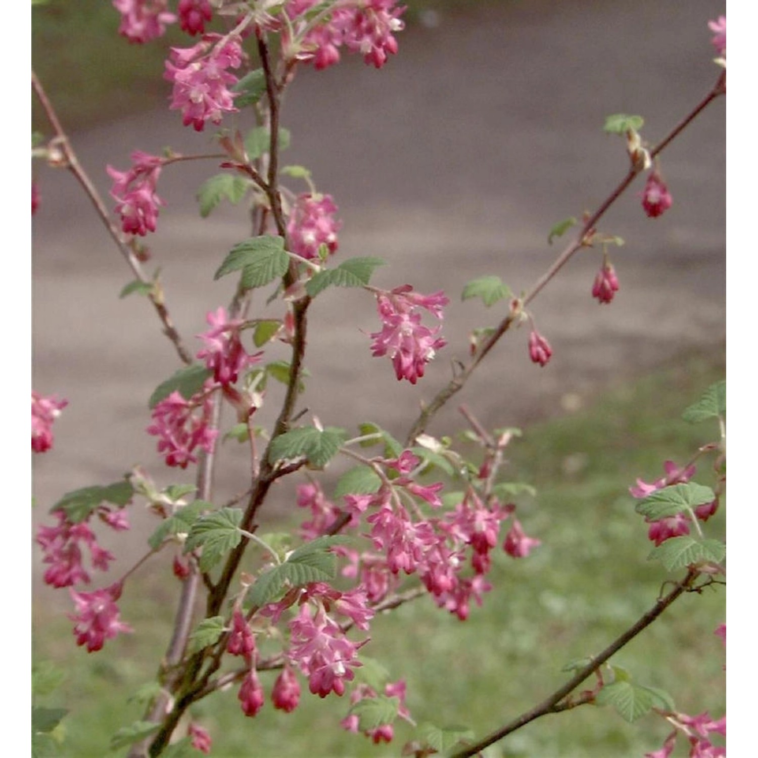 Blut-Johannisbeere Amore 60-80cm - Ribes sanguineum Blut-Johannisbeere Amore 60-80cm - Ribes sanguineum von Die Nr-01.de