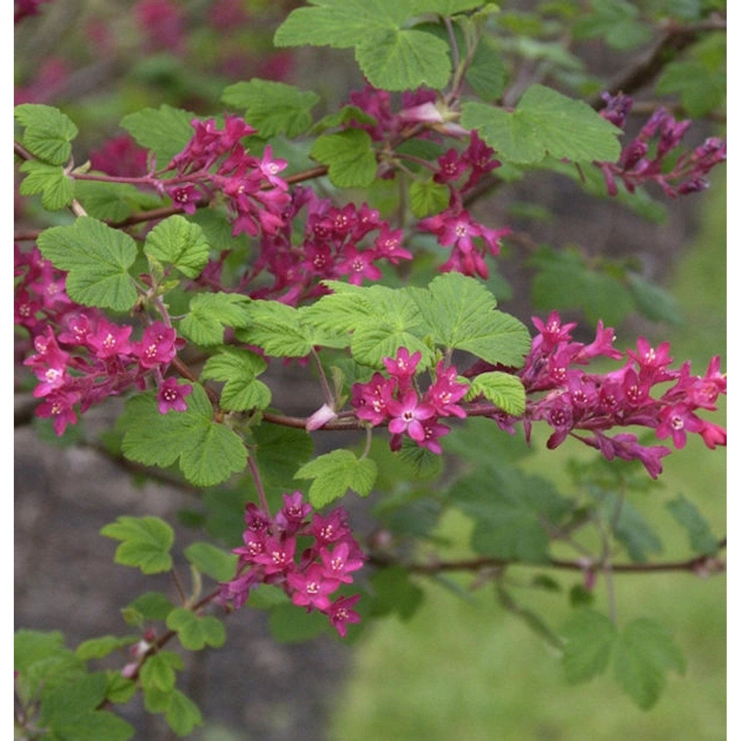 Blut Johannisbeere Pulborough Scarlet 100-125cm - Ribes sanguineum Blut Johannisbeere Pulborough Scarlet 100-125cm - Ribes sanguineum von Die Nr-01.de