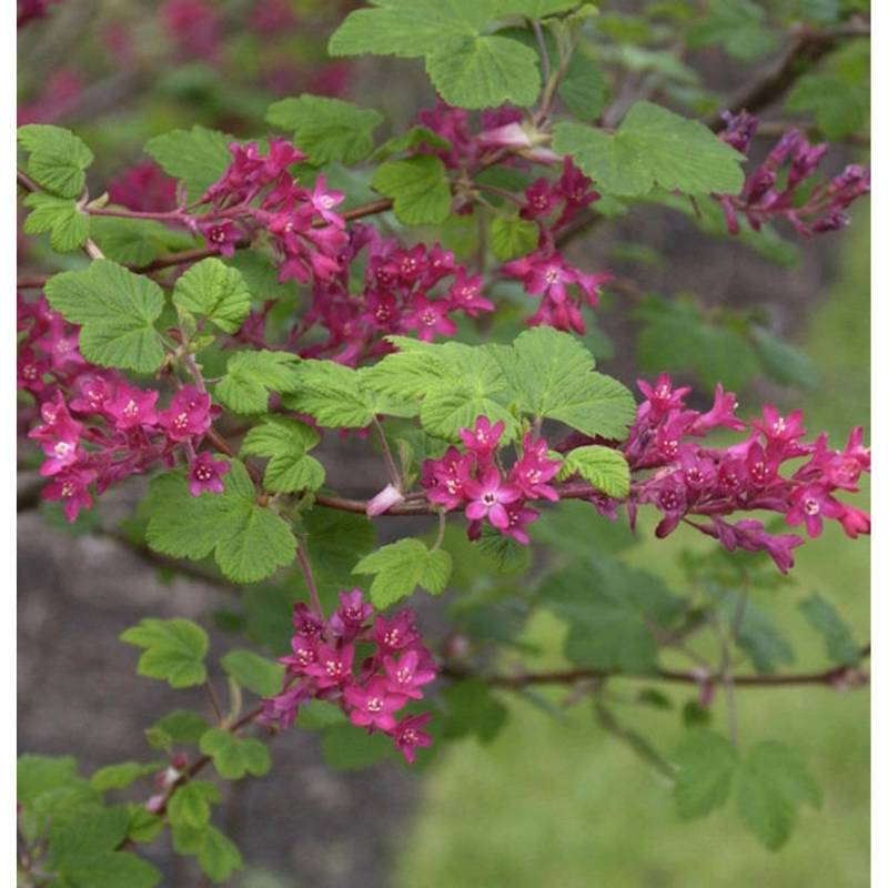 Blut Johannisbeere Pulborough Scarlet 100-125cm - Ribes sanguineum von Die Nr-01.de